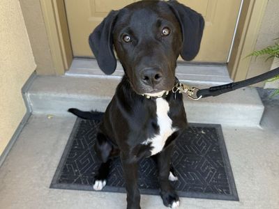 Lab/blue heeler mix puppy
