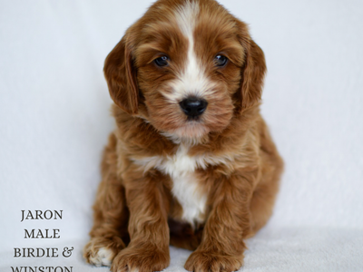 Australian Labradoodle for sale