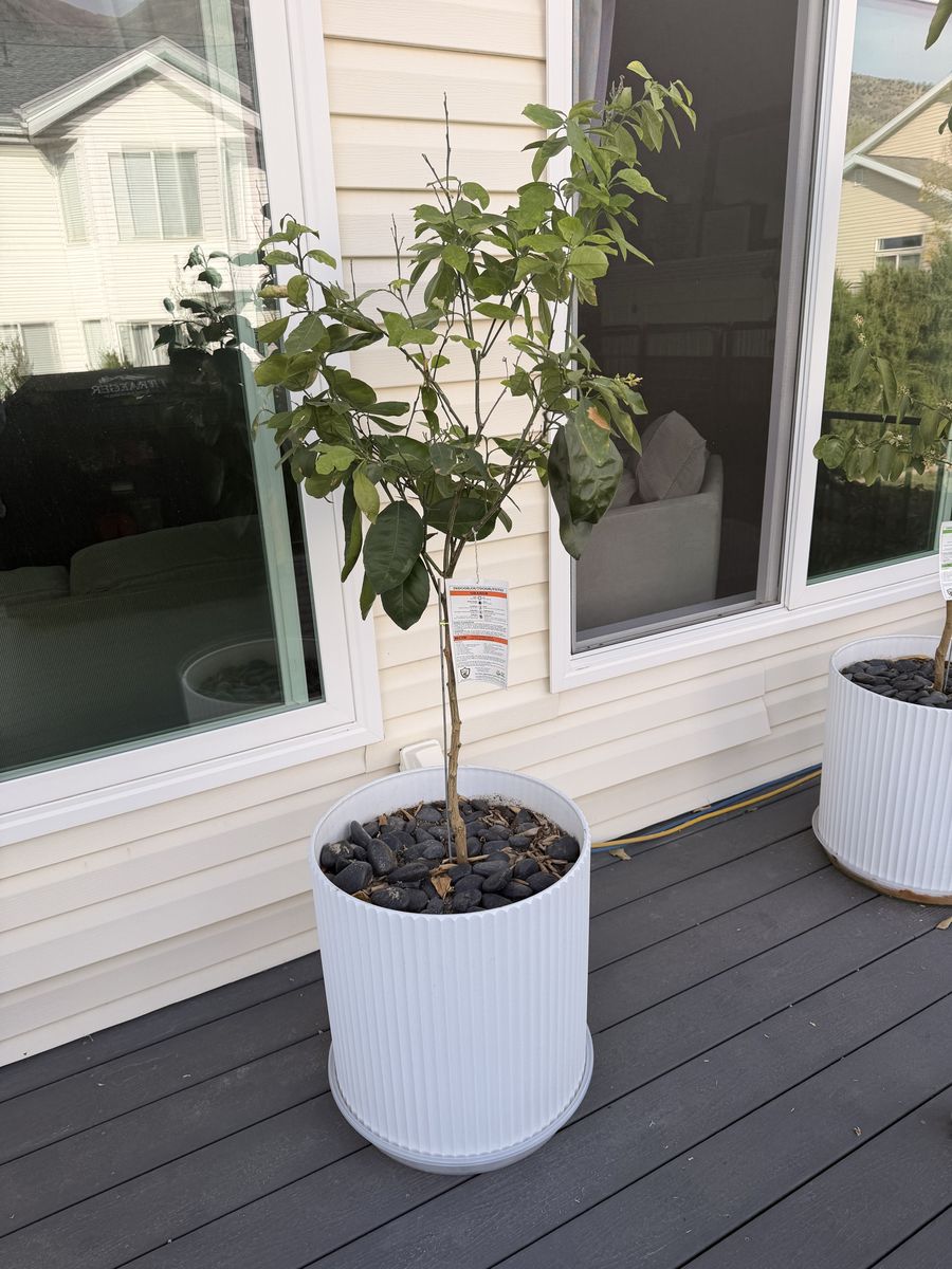 Fruiting Orange Tree In Decorative Pot