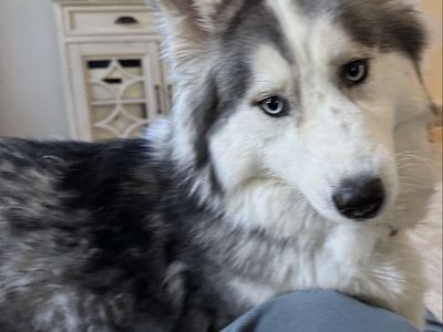 Wooly Husky