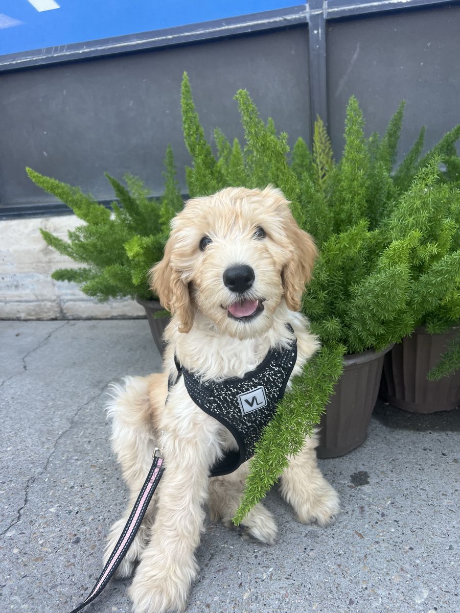 3rd generation Labradoodle 10weeks old