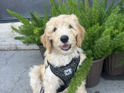 3rd generation Labradoodle 10weeks old