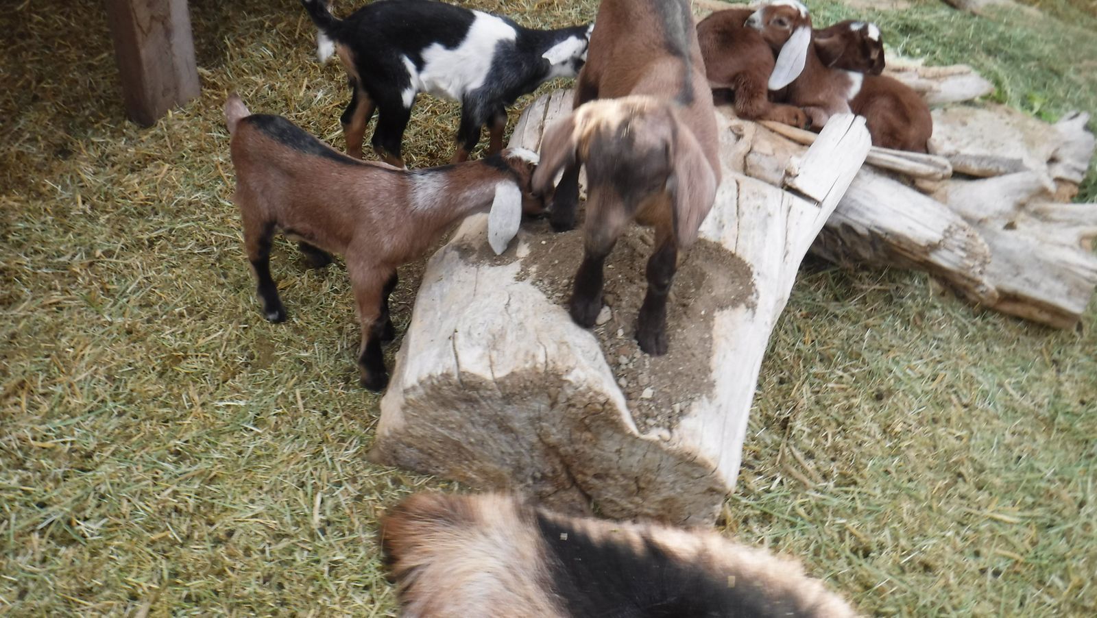 Spotted Nubian, Alpine/Nubian and Mini Nubian/Nubian goat bottle babies