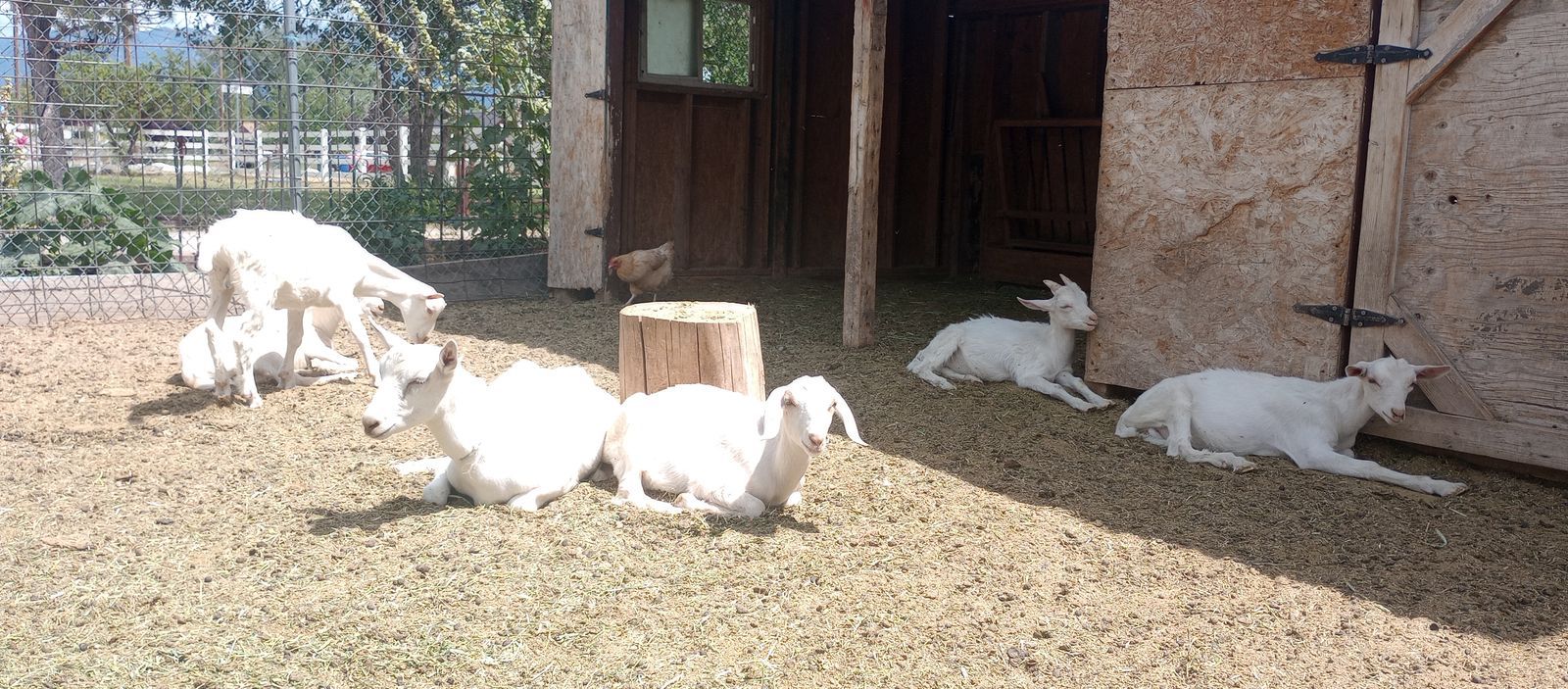 Wethers