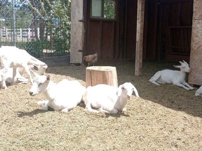 Wethers