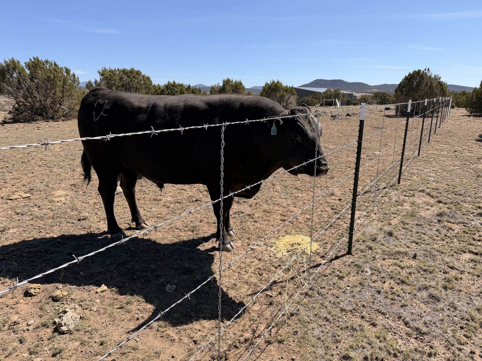 Fullblood Wagyu For Sale