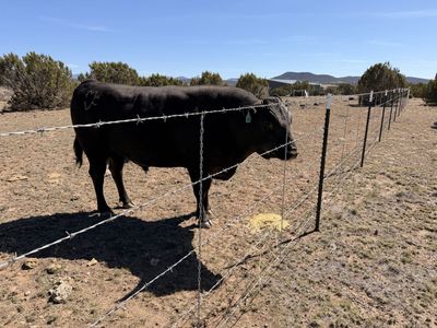 Fullblood Wagyu For Sale