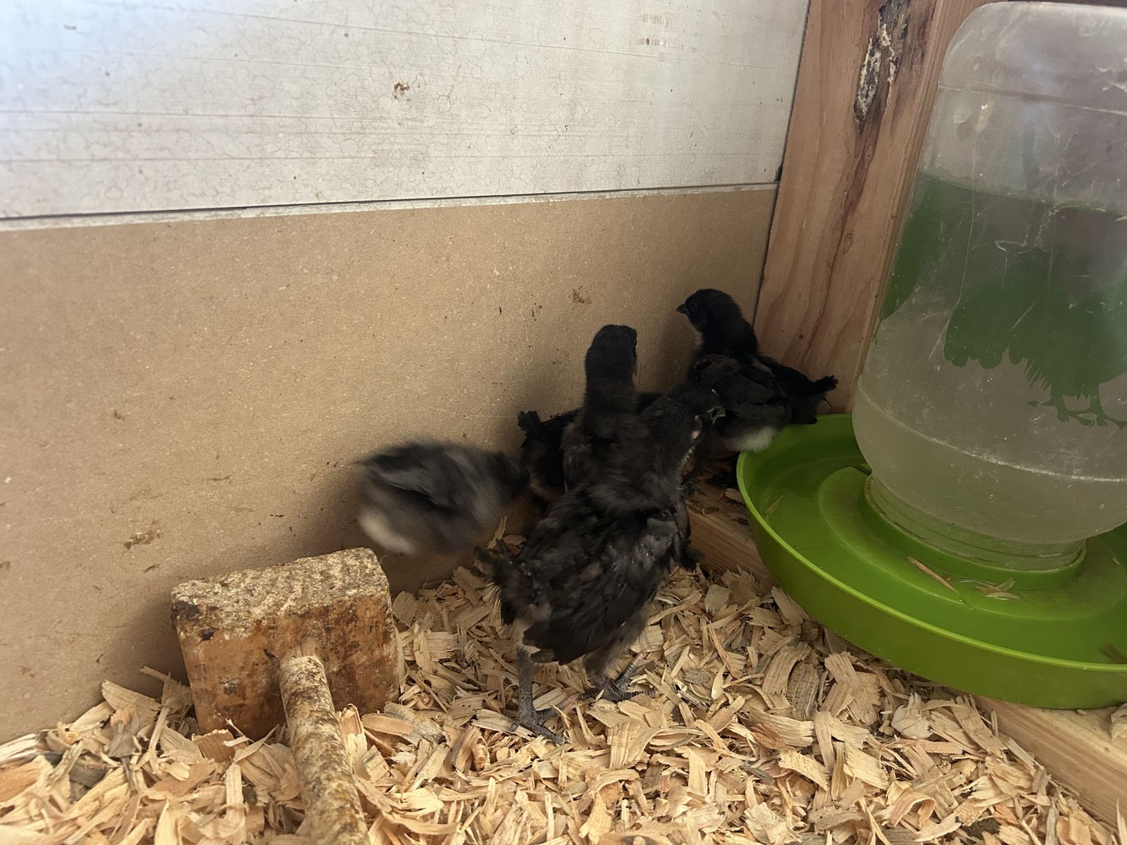 Barn Yard Mix Chicks