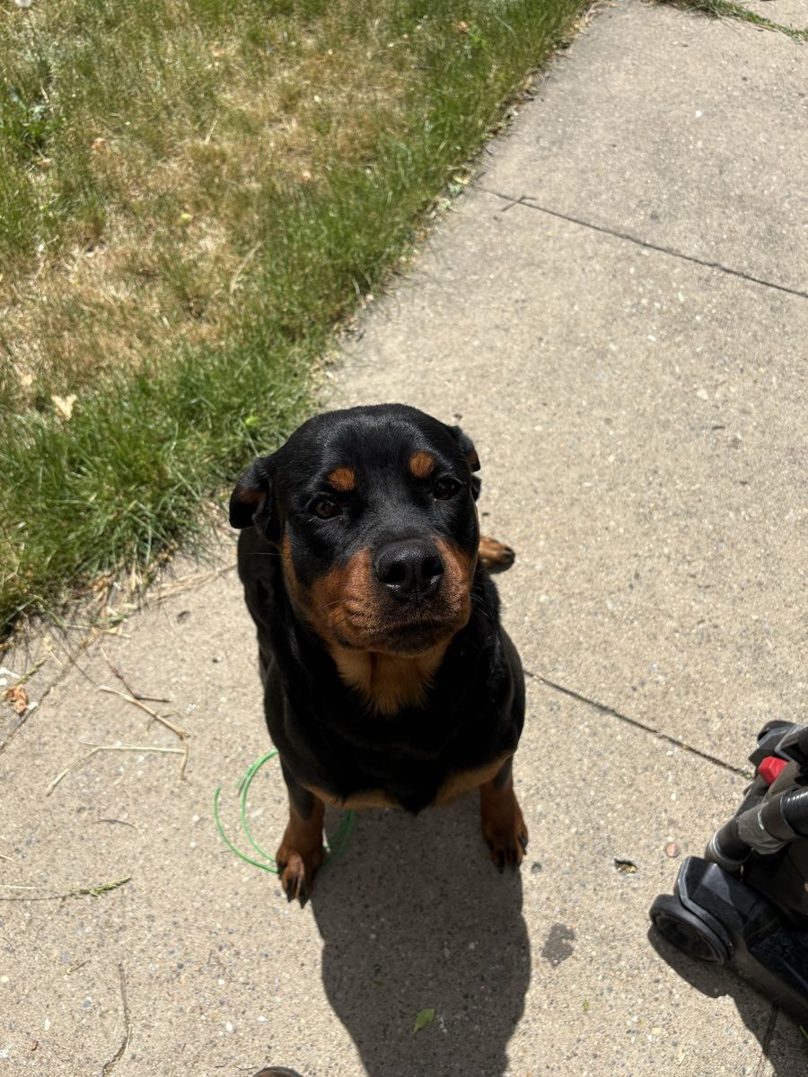 My pet Athena she needs a home