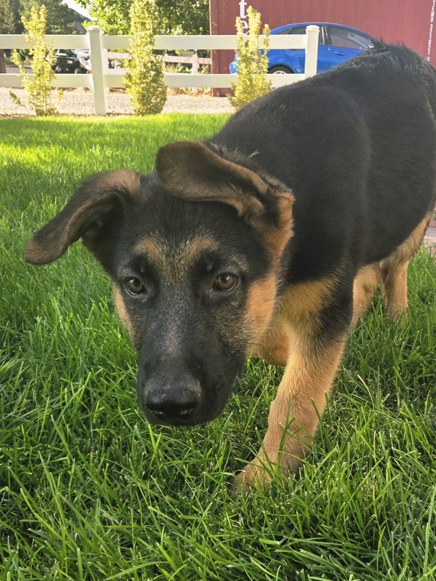 AKC German Shepherd Puppies
