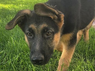 AKC German Shepherd Puppies