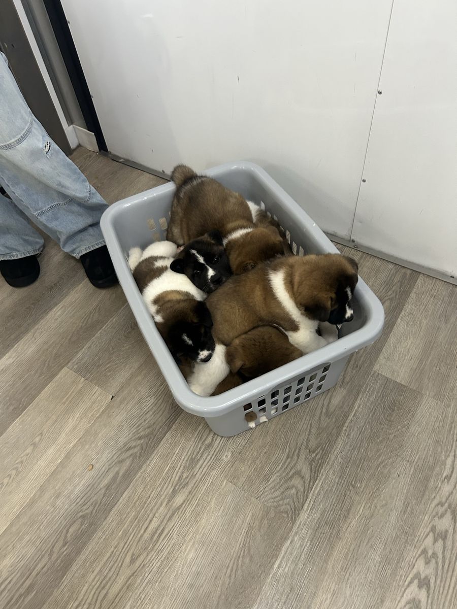 Cutest ️ Ready to go, Akita puppies
