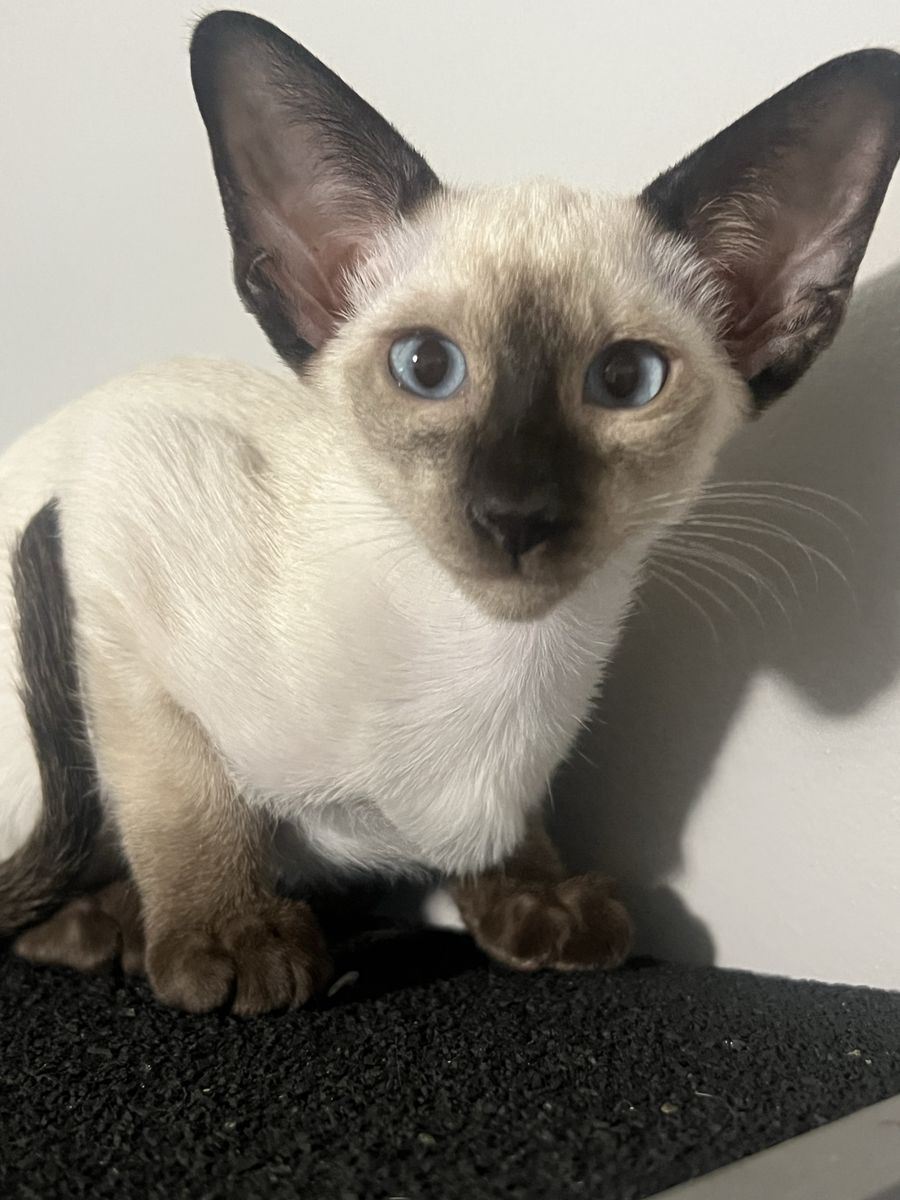 CFA registered Siamese kitten