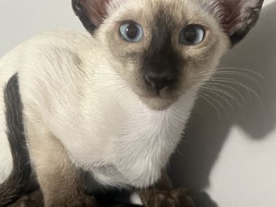 CFA registered Siamese kitten