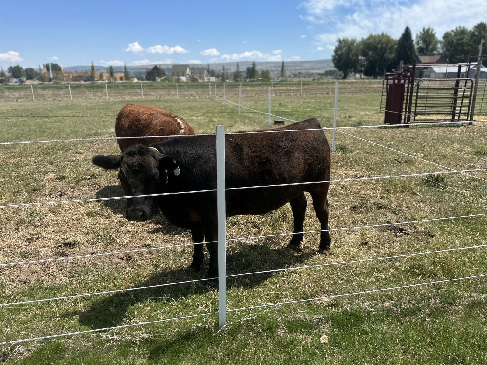 American Wagyu x Aberdeen Angus Steer - 14 Months Old
