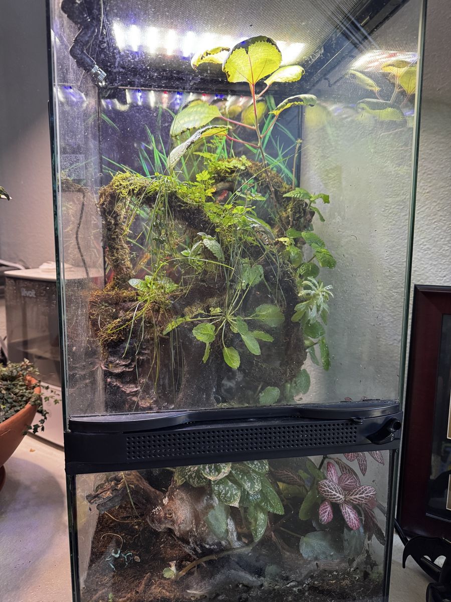 Dendrobates Auratus (3) Dart Frogs & Terrarium
