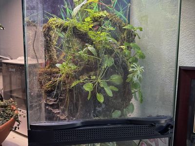 Dendrobates Auratus (3) Dart Frogs & Terrarium