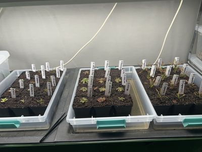 Carnivorous plants for sale