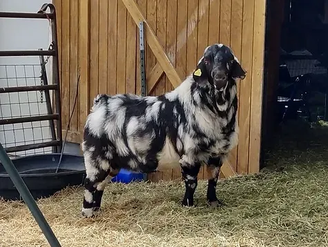 Boer and Mini Lamancha Bucks at Stud