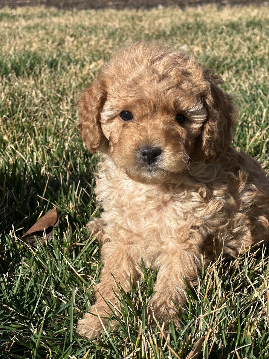 Micro mini Male Goldendoodle Puppy
