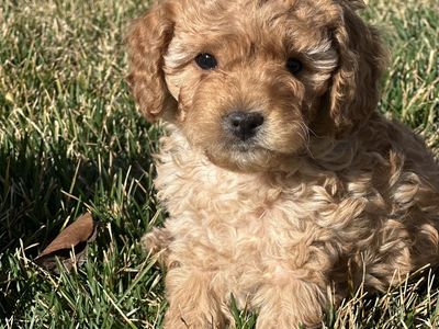 Micro mini Male Goldendoodle Puppy
