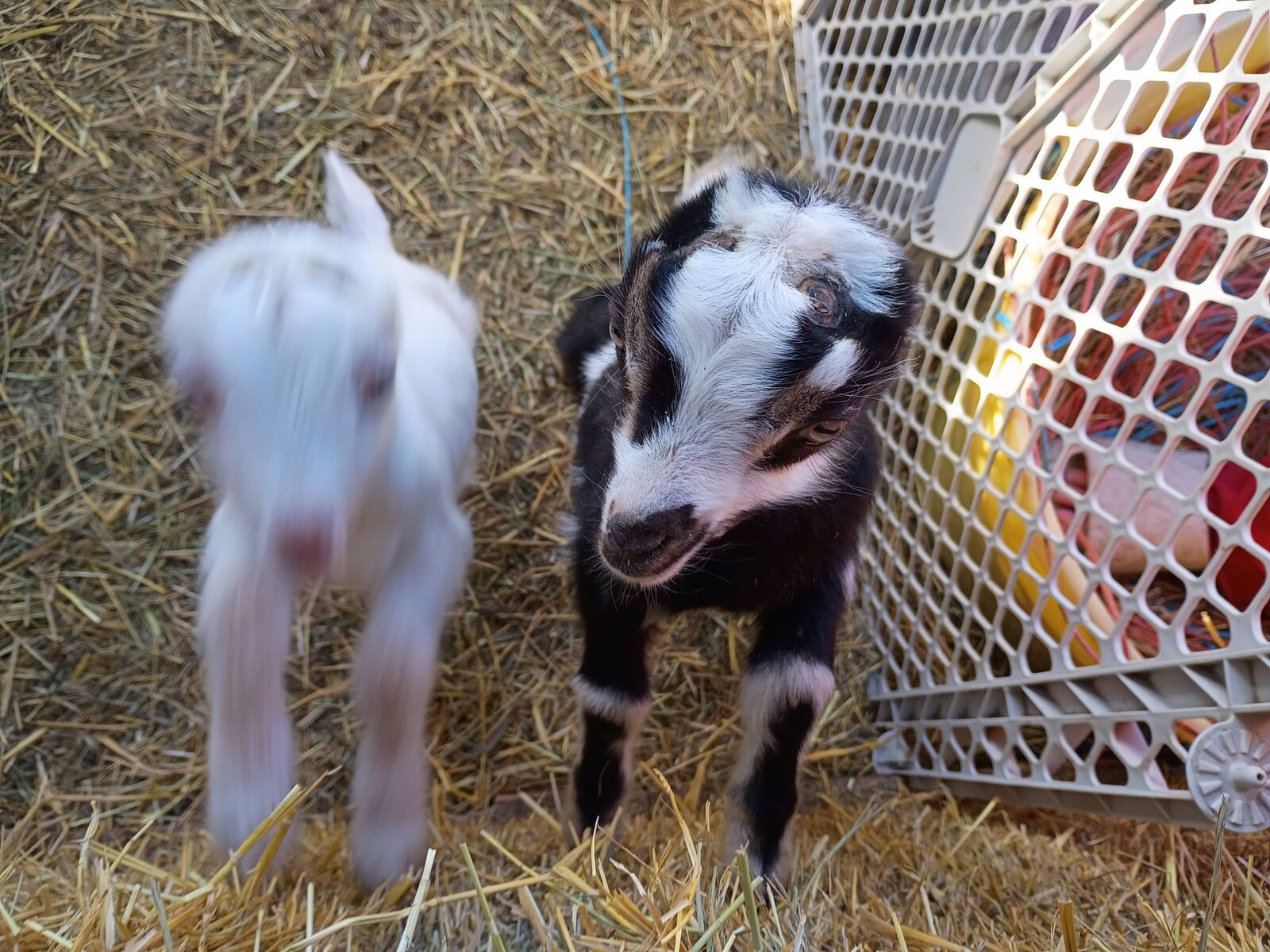 Two Bottle Bucklings-2 for $100