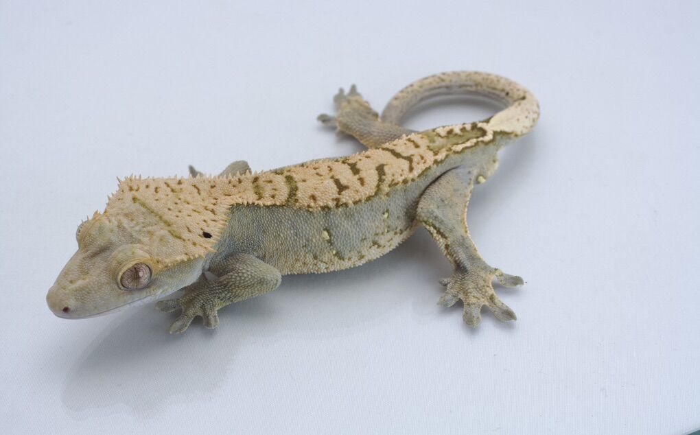Adult Pixel/Het Crested Gecko