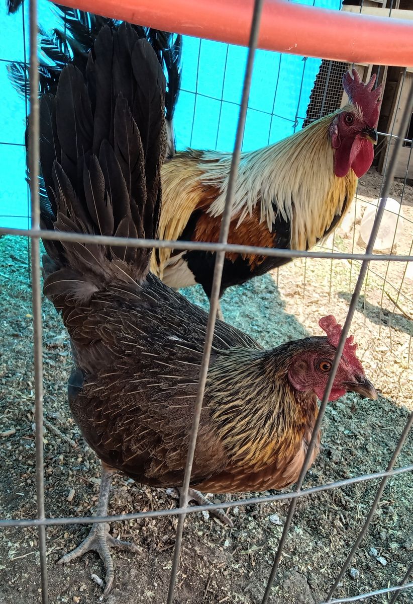 Bantam pair