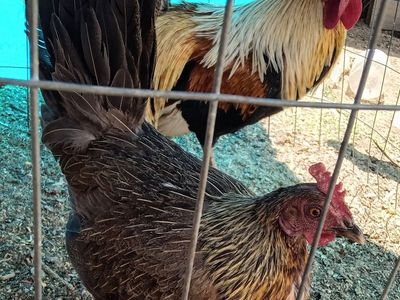 Bantam pair