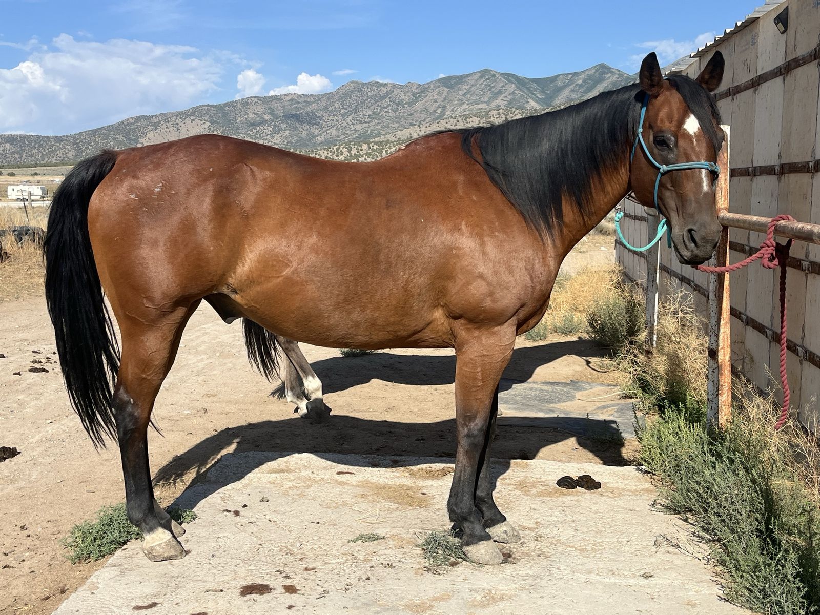 15 yr old half draft gelding