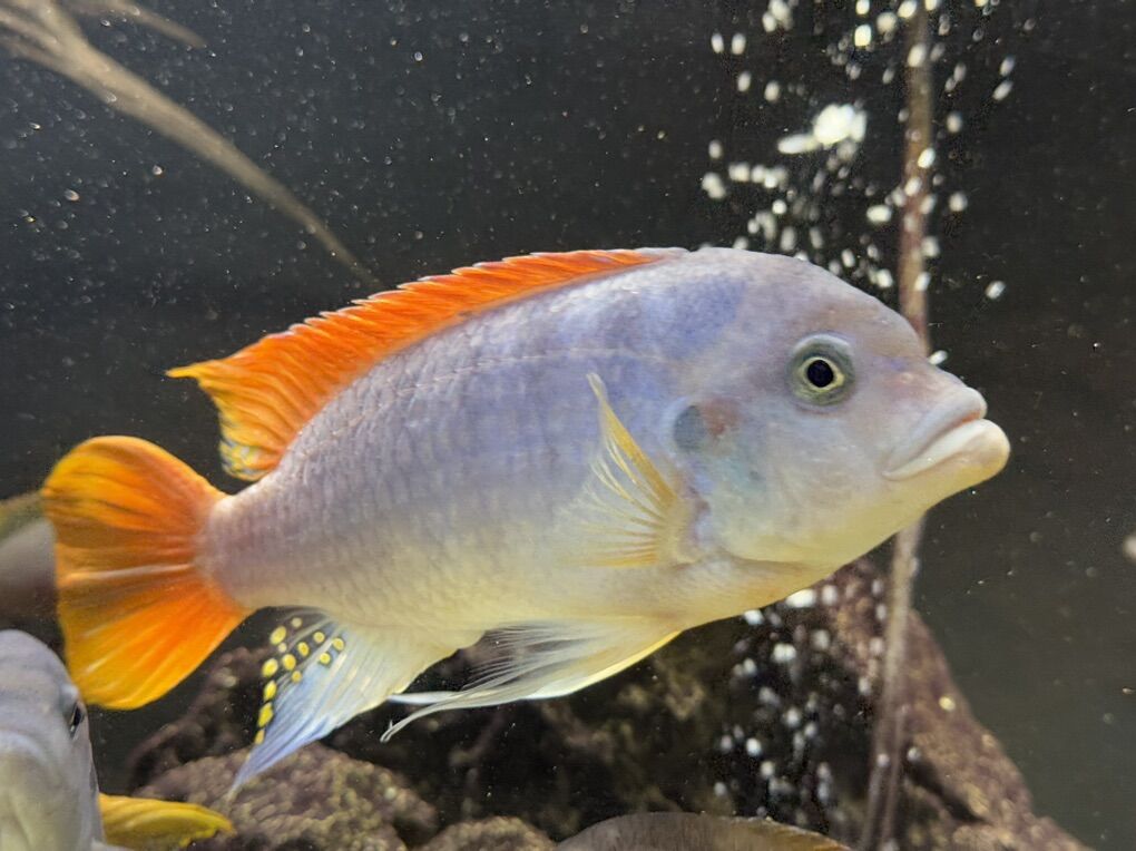 Ice Blue Zebra Mbuna (Metriaclima Greshakei)