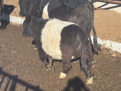 Belted Galloway Cows