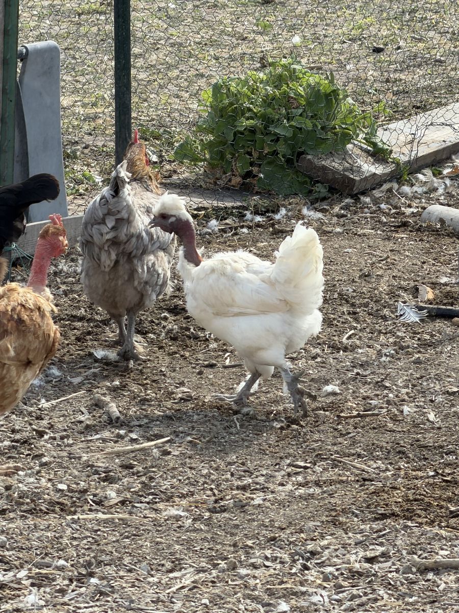Free laying hen