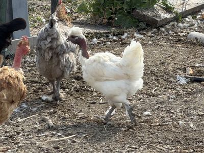 Free laying hen