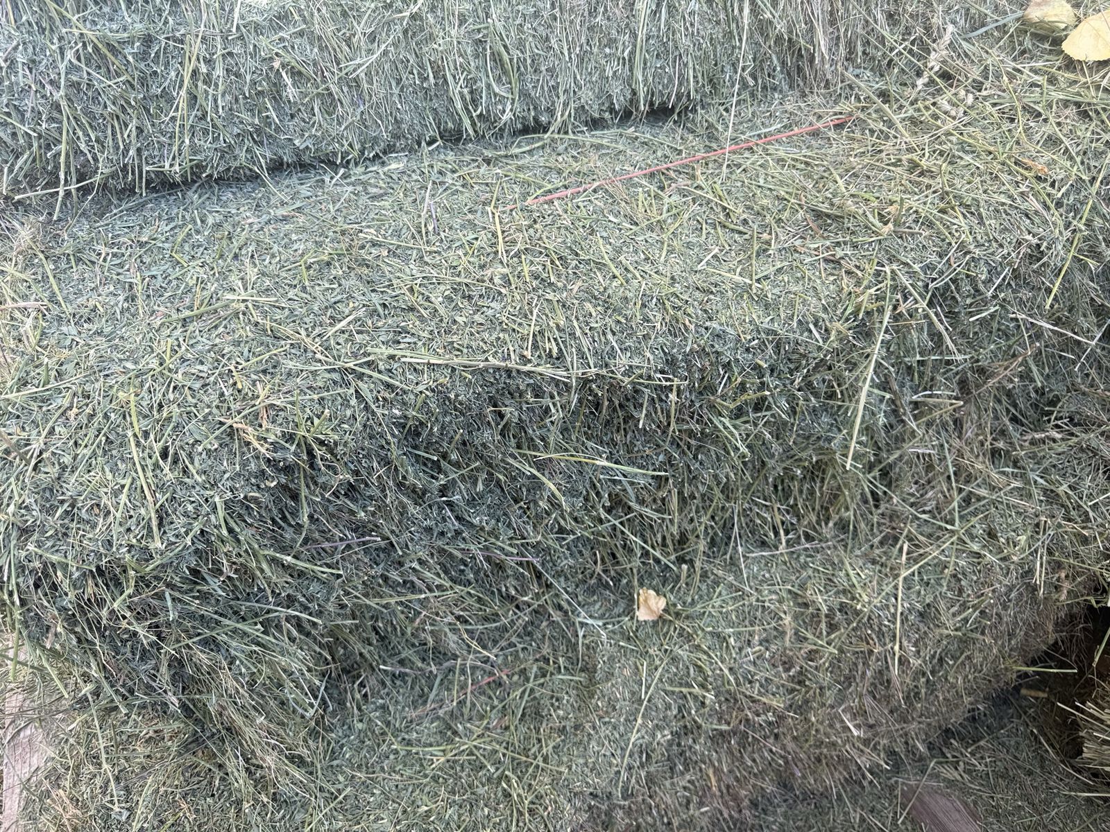 Main image 2