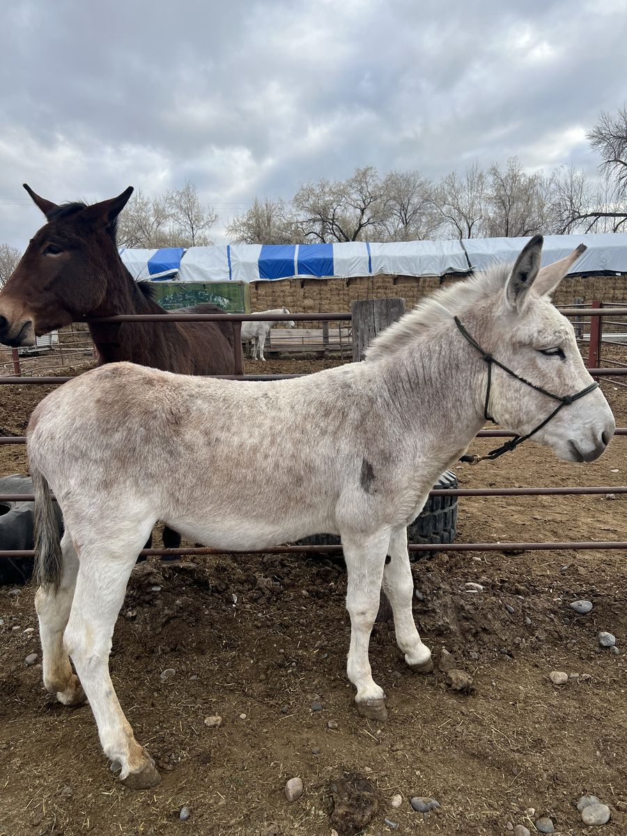 Jack Stud For Breeding