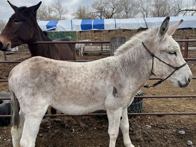 Jack Stud For Breeding