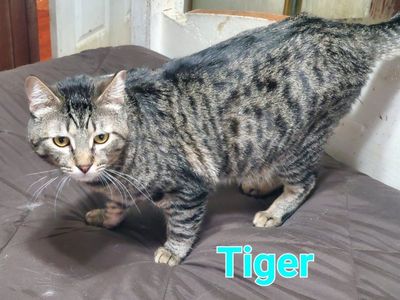 Precious tabby cats need good homes