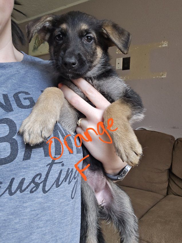 Purebred German Shepherd Puppies