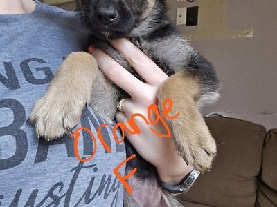 Purebred German Shepherd Puppies