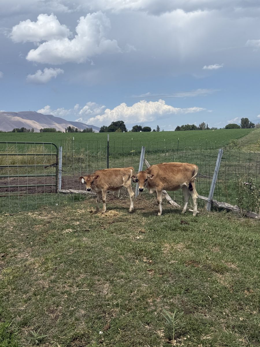 Jersey Calves for Sale
