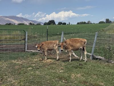 Jersey Calves for Sale