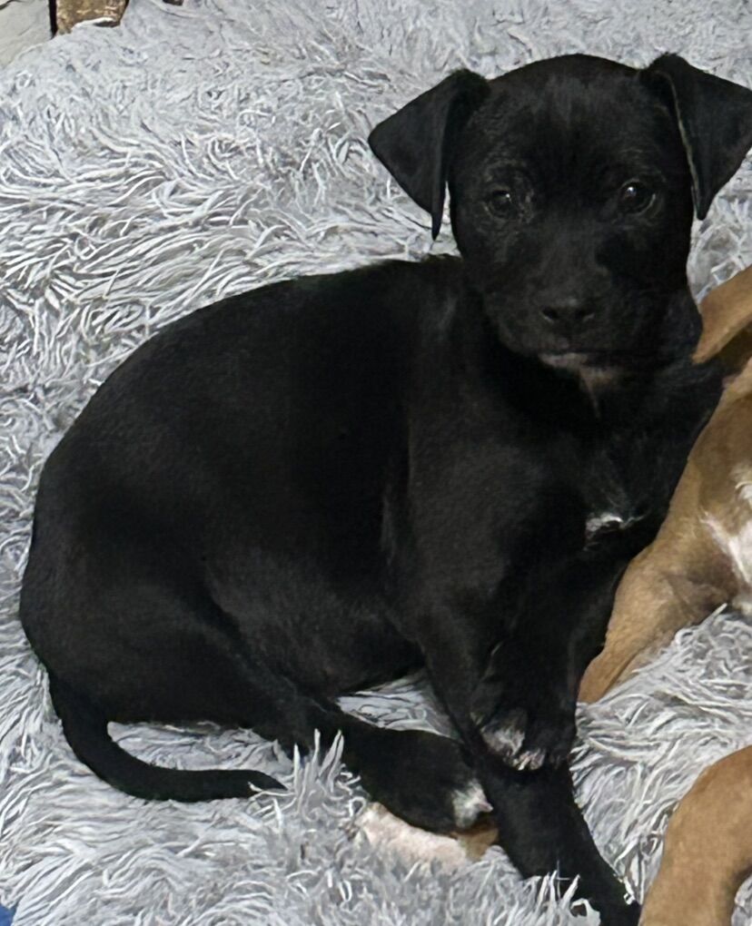 Lab Mix Puppy