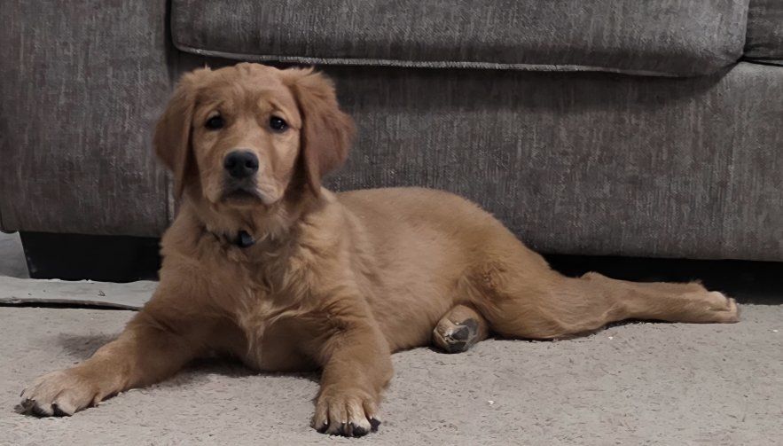 Female Golden Retriever-Purebred