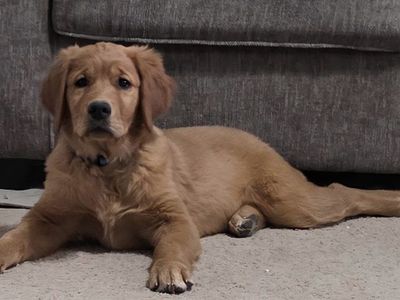 Female Golden Retriever-Purebred