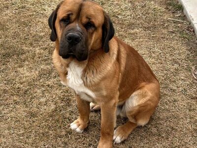 Saint Bernard/ Mastiff