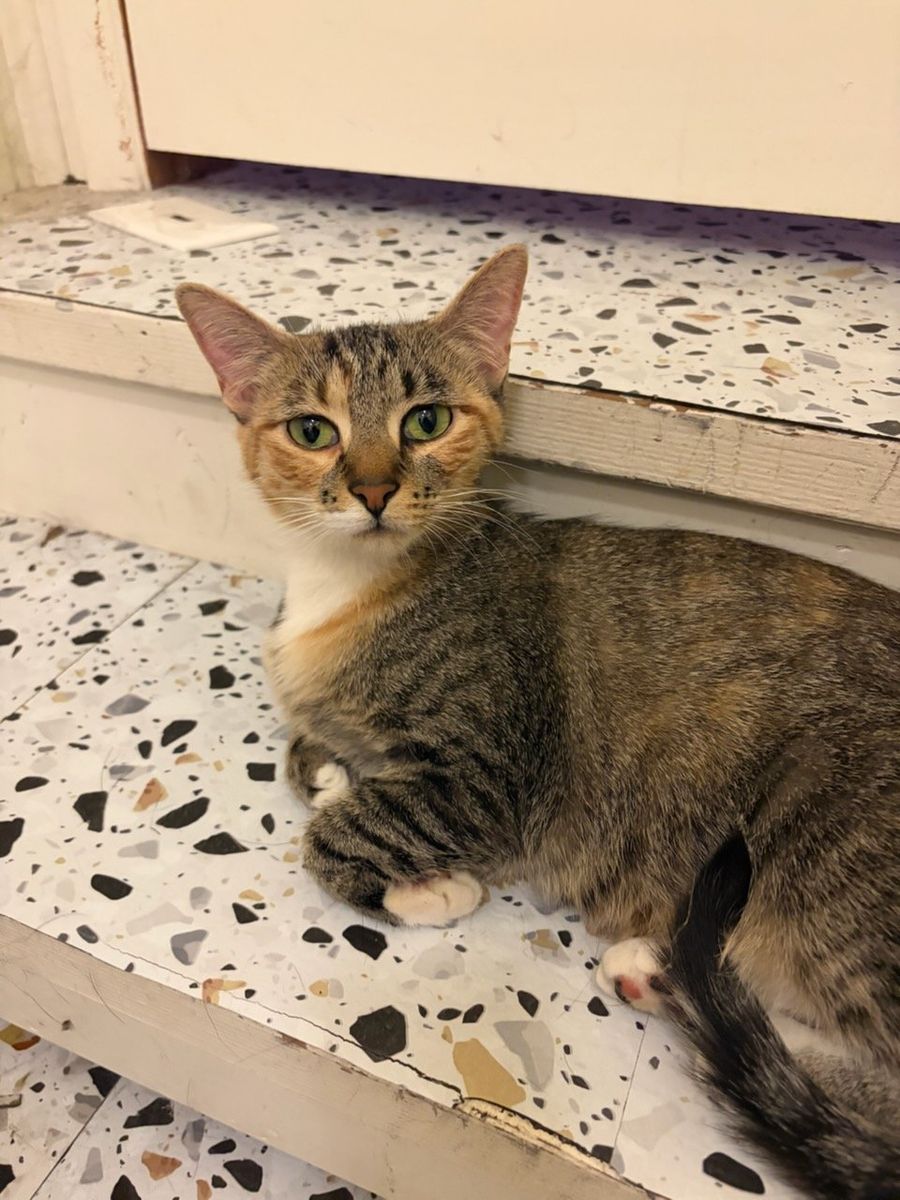 Beautiful Calico Tabby Cat Looking for a Loving Home