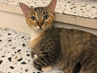 Beautiful Calico Tabby Cat Looking for a Loving Home