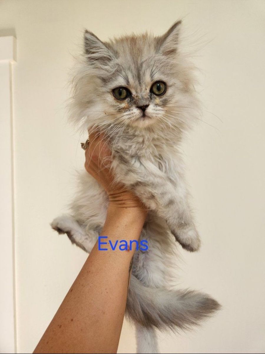 Petite Dollface Persian Kittens