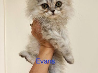 Petite Dollface Persian Kittens